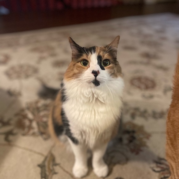 Meet your Posher, Sarah - Picture 12 of 14